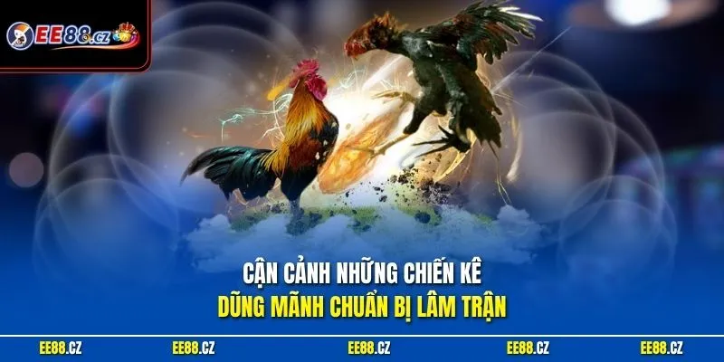 Cận cảnh những chiến kê dũng mãnh chuẩn bị lâm trận
