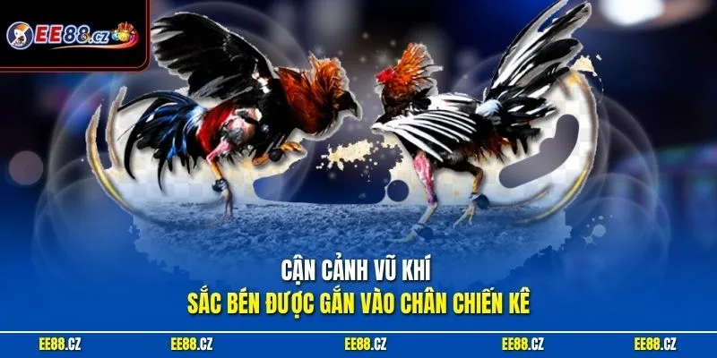 Cận cảnh vũ khí sắc bén được gắn vào chân chiến kê