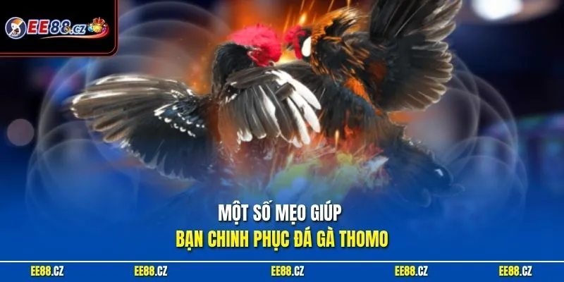 Một số mẹo giúp bạn chinh phục đá gà Thomo