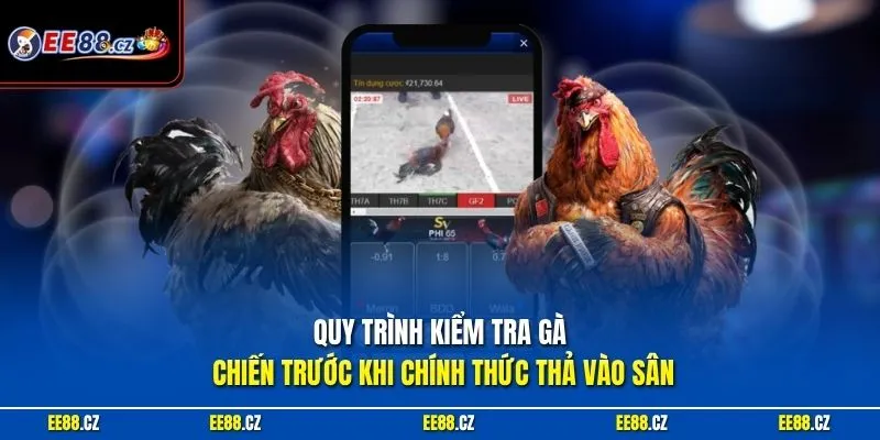 Quy trình kiểm tra gà chiến trước khi chính thức thả vào sân